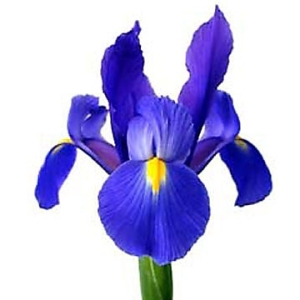 iris