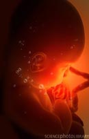 Ανάπτυξη του εμβρύου - SPL