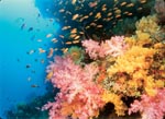 Μία άνοιξη γεμάτη κοράλλια 