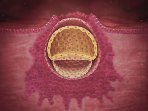 pregnancy-week-3-blastocycst 4x3