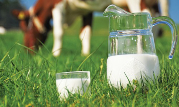 Ύποπτο το αγελαδινό γάλα για τις παιδικές αλλεργίες