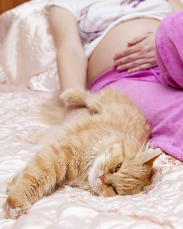 Γιατί οι γάτες είναι επικίνδυνες κατά την διάρκεια της εγκυμοσύνης;